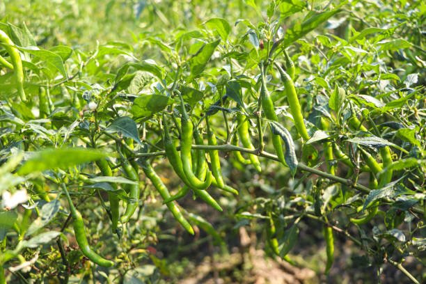 beautiful green chilli Pepper in bangladesh
